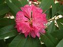 Rhodendron Pink